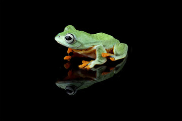 flying tree frog isolated on black