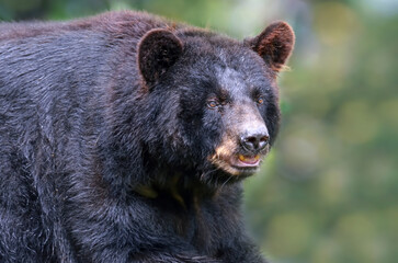 Obraz premium American black bear