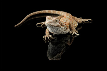 bearded dragon isolated on black