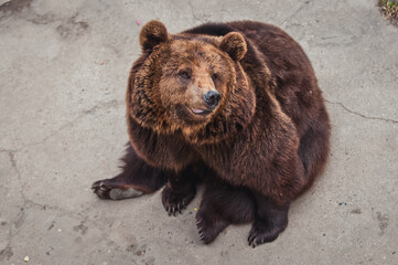 Ursus arctos commonly know as Brown bear
