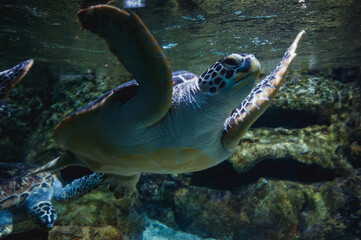Obraz na płótnie Canvas Turtle swimming in large fish tank