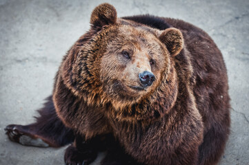 Fototapeta na wymiar Portrait of Ursus arctos commonly know as Brown bear