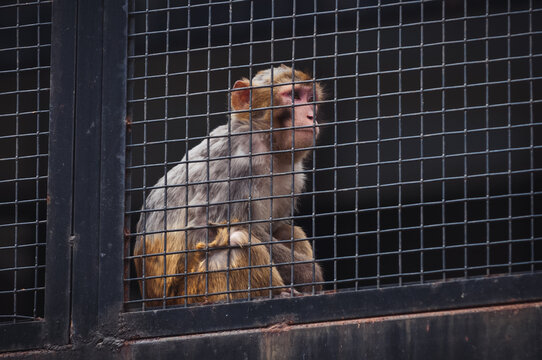 Macaca mulatta commonly known as rhesus macaque or rhesus money