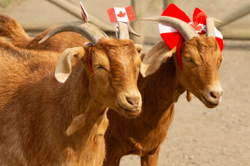 Sweet Smiling Silly Happy Canada Day Celebrating Red Nubian Boer Mixed Breed Goats with Floppy Ears