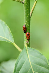 closeup bunch the small red black color weevil insect hold on tree branch over out of focus green brown background.