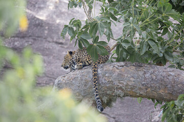 leopard in the tree