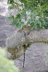 leopard in the tree Portrait