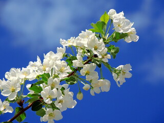 Branch of blossoming white apple tree on blue sky background