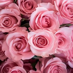 A wall full of light pink rose buds, color. wedding. Abstract web page banner. 