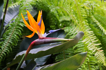 Close up look on Strelitzia reginae also known as the crane flower, bird of paradise or isigude.