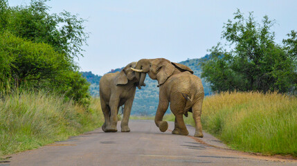 Obraz na płótnie Canvas Two African elephants fight on a road in Pilanesberg national park during a safari