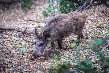 Young boar in Montserrat mountain range near Barcelona, Catalonia, Spain