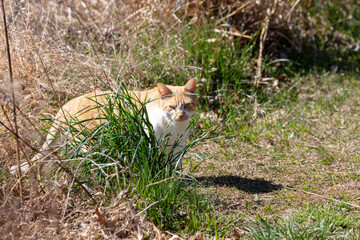 Orange and White domestic feline cat outdoors hiding behind clump of grass