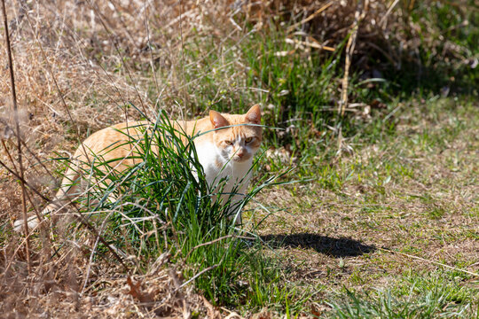Orange and White domestic feline cat outdoors hiding behind clump of grass