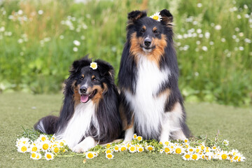 Two beautiful sable white shetland sheepdog, small collie lassie dog outside portrait with...