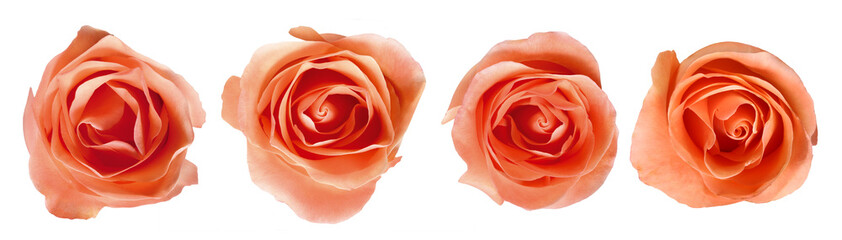 conjunto de flor rosa isolado em fundo transparente 