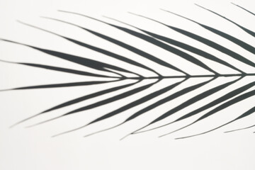 Fototapeta na wymiar Shadow of palm leaf on white background. Creative drawing of light and shadow for your design