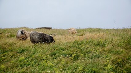Westküste von Helgoland mit Schafen im Wind