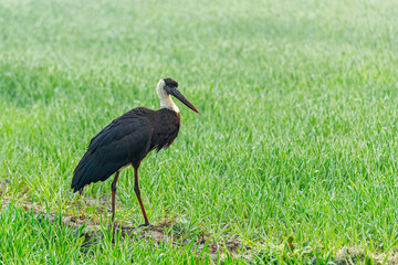 Obraz na płótnie Canvas A woolly neck stork resting in a paddy field