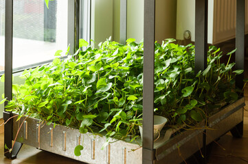 Indoor hydroponic garden at home growing gotu kola