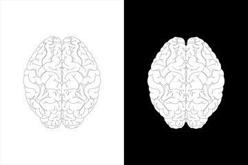 Human brain on white background and black background
