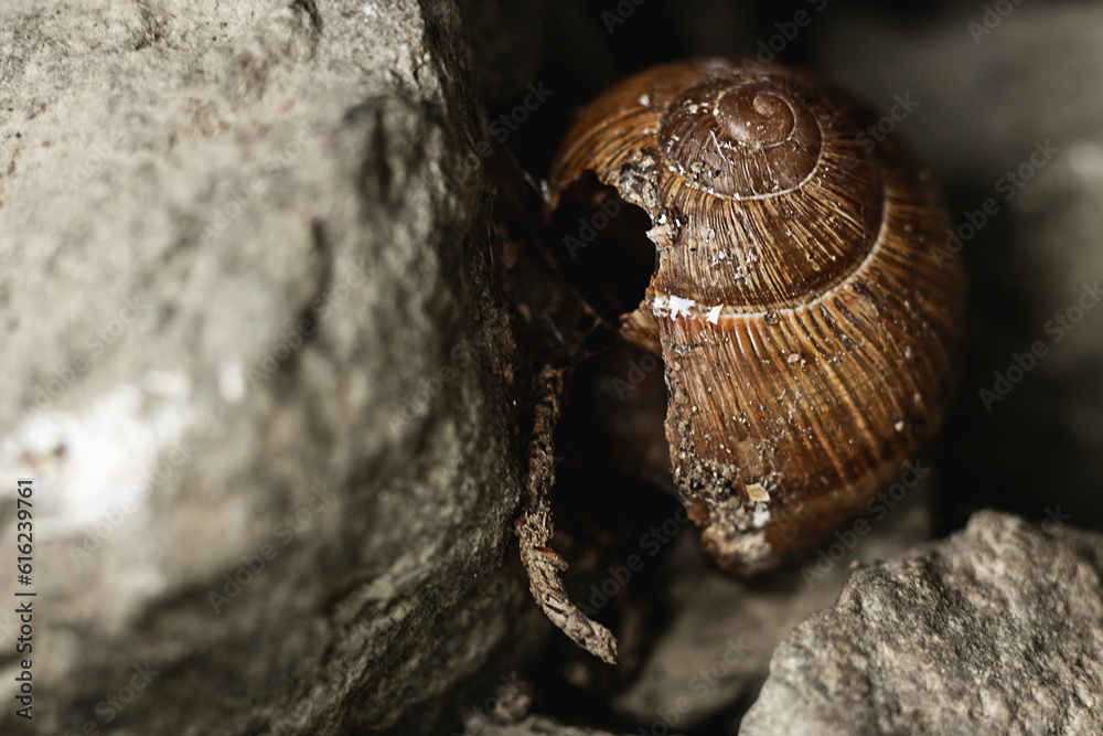 Wall mural abandoned snail house among the stones