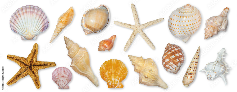 Wall mural panoramic view of starfish and seashells isolated on transparent background. seashell for you design