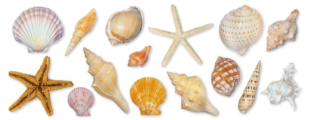 Panoramic view of starfish and seashells isolated on transparent background. Seashell for you design. - obrazy, fototapety, plakaty