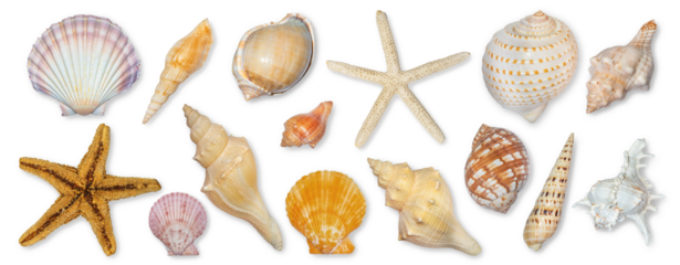Panoramic view of starfish and seashells isolated on transparent background. Seashell for you design.