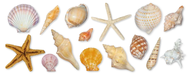 Deurstickers Panoramic view of starfish and seashells isolated on transparent background. Seashell for you design. © chaiyapruek