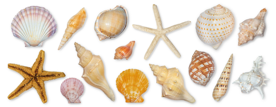 Panoramic view of starfish and seashells isolated on transparent background. Seashell for you design.