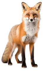 Fototapeta premium Illustration of a fox, PNG transparent background, isolated on white, by Generative AI