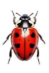 Illustration of a ladybug, PNG transparent background, isolated on white, by Generative AI
