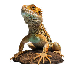 Obraz premium Illustration of a lizard, PNG transparent background, isolated on white