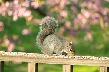 Naklejka na ściany i meble This cute little grey squirrel was sitting her on the railing of the deck the other day. This large rodent came out to collect some birdseed. I love his fluffy tail and furry body.