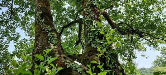 green leaves in the forest
