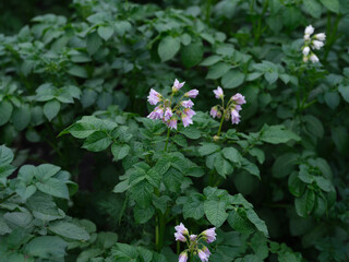 Flowers of a potato plant