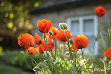 Poppies catching the sunshine in a rural garden in front of a thatched country cottage.