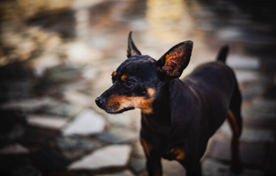 dog pet pinscher looking portraid