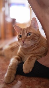 Gorgeous Ginger Captivating Video of an Adorable Orange Tabby Ca