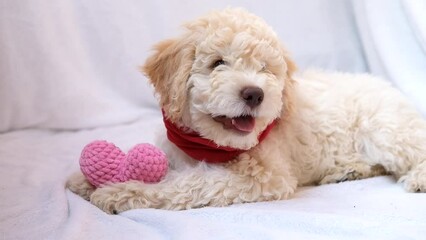 A cute and funny lover valentine lagotto romagnolo puppy dog with a soft red heart. Valentine's day concept, postcard. Slow motion