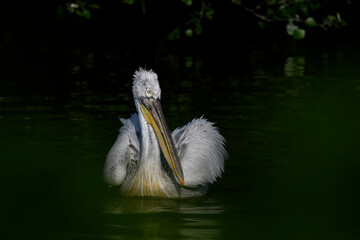 Dalmatian Pelican // Krauskopfpelikan (Pelecanus crispus) - Lake Kerkini, Greece