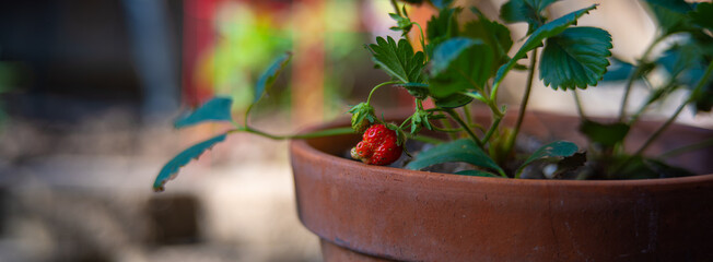 Panorama of strawberry plant in clay pot with fruit 