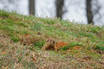Groundhog emerging from a hole on a hill with dirty nose