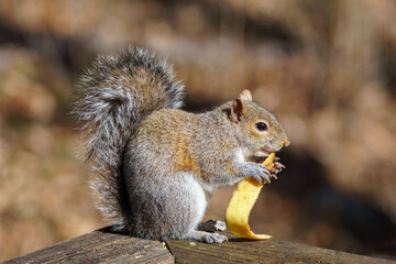 Happy squirrel eating a banana peel on a deck railing