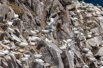 Colony or Plunge of Gannet seabirds 
