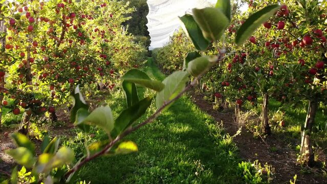 Flying in apple orchard, France. Ripe red apples ready to pick at harvest time. Cultivar Braeburn.