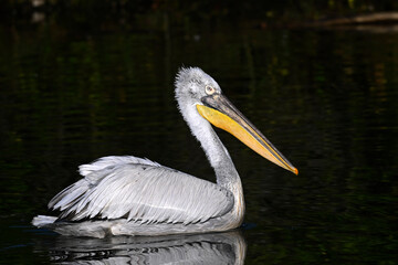 Dalmatian Pelican // Krauskopfpelikan (Pelecanus crispus) - Lake Kerkini, Greece
