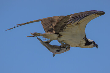 Osprey Flying with a Fish in it's Talons