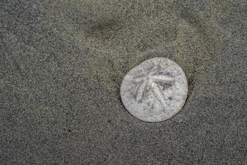 Full sand dollar laying on a beach along the Oregon Coast.